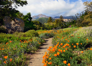 Botanical Gardens Canvas