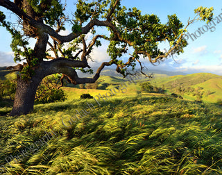 Live Oak Meadow Wood