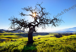 Live Oak Sunrise Wood