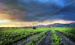 Los Olivos Lightning Canvas