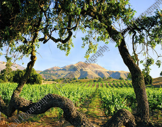 Los Olivos Vineyard Wood