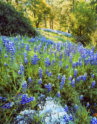 Santa Ynez Valley Lupine Canvas