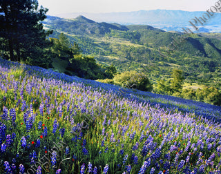Figueroa Mountain Lupine Canvas