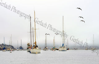 Morro Bay Pelicans Canvas