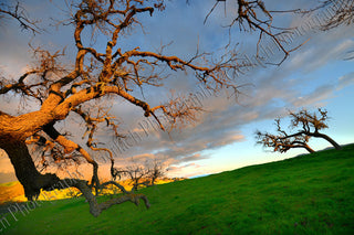 Oak Branches Rainbow Canvas