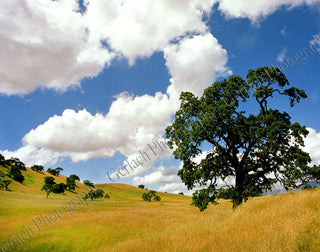 Oak Meadow Canvas
