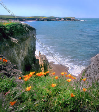 Poppies, Montaña De Oro Canvas