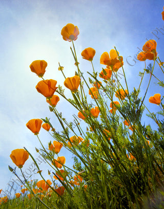 Blue Sky Poppies Canvas