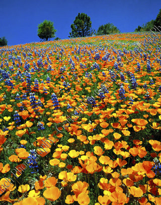 Poppy and Lupine Canvas