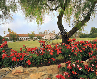 Mission Roses Canvas