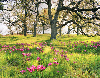 Shooting Stars Canvas