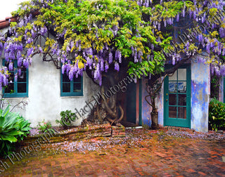 Wysteria Tree Wood