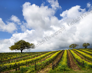 Mustard Vineyard Canvas