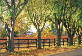 Autumn Fence Wood