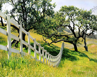 Santa Ynez Valley Fence Canvas