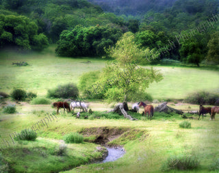 Santa Ynez Valley Horses Canvas