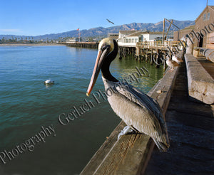 Pelican at the Wharf