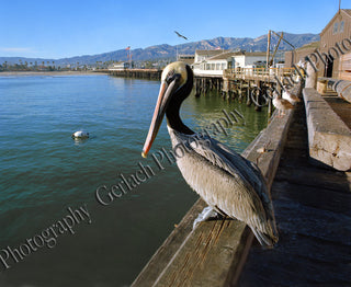 Pelican at the Wharf Canvas