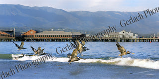Pelicans in Flight Matted